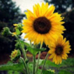 Meet your Posher, Leena